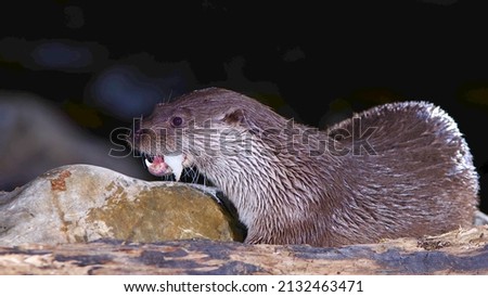Otter eating, Night photography Spain