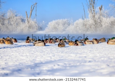 A beautiful view of Ducks sitting alone the bank of the Ottawa River