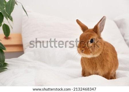 Adorable decorative rabbit bunny sitting on bed in white modern interior, on blanket,looking at camera.Cute,beautiful, funny pet,domestic animal at home.