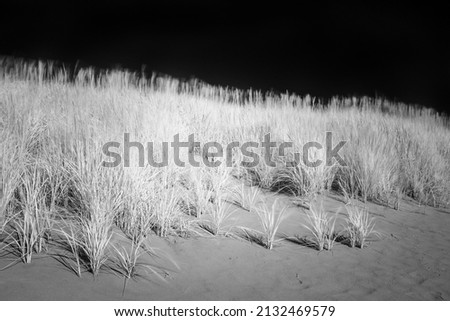 Infrared black and white beach grass blowing in the wind