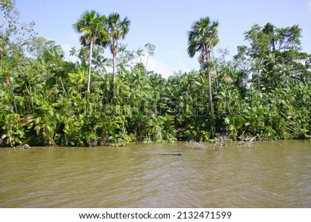 Hundreds of açaí palm trees (Euterpe oleracea) on the river bank of the Tocantins River near Belém, Pará State, Brazil.  Royalty-Free Stock Photo #2132471599