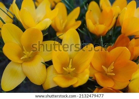 Yellow  Crocuses with soft petals and stamens , blooming yellow crocuses and green leaves in the garden, blossom,  spring flowers macro, floral photo, macro photography, stock photo