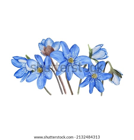 Hepatica blue spring flowers watercolor illustration. Isolated on white background. Hand painted card. Greeting card