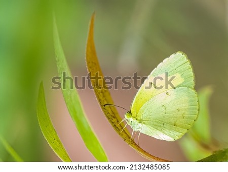 A Yellow Butterfly on a leaf