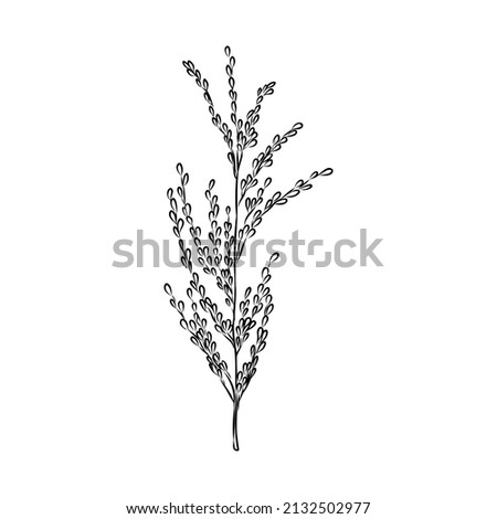 Rice set. Plant of rice and rice field hand drawn vector illustration in sketch style