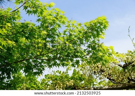 Beautiful green young leaves of Japanese maple Royalty-Free Stock Photo #2132503925