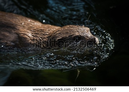 The river otter, or European otter, is the only species of otter found in the Czech Republic.
