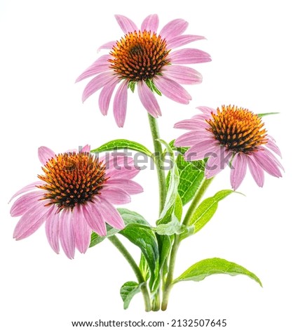 Blooming coneflower heads or echinacea flower isolated on white background close-up.  Royalty-Free Stock Photo #2132507645