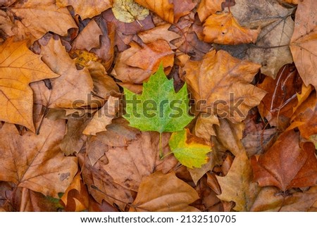 Green leaf in fallen brown leaves. Being different concept. Fall background photo.