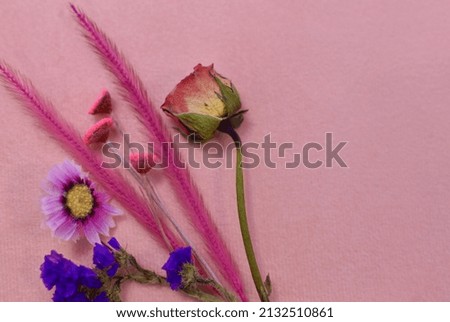 dried flowers on a pink background