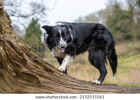 A cute black Border Collie on the inclined tree trunk in the forest in spring