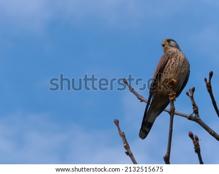Common Kestrel standing on the branch with the sky in the background