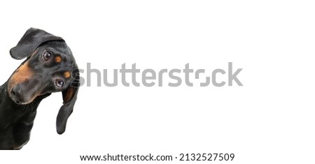 Portrait curious dachshund dog puppy with big ears. Isolated on white background Royalty-Free Stock Photo #2132527509