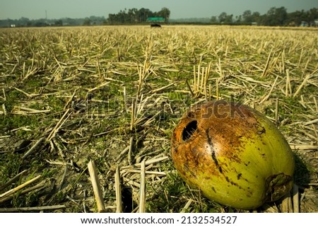 A coconut fell from the tree after being damaged by the squirrels  It fell in the farm land in-front 