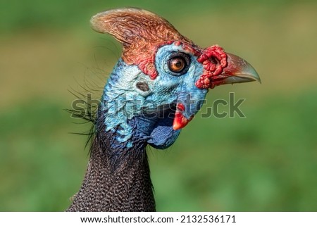 Vibrant closeup of a guinea fowl Royalty-Free Stock Photo #2132536171
