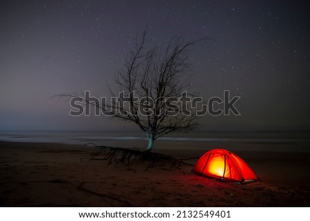 The trees by the sea at night against a starry background look very beautiful.