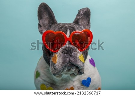 A Portrait of French Bulldog with heart shaped glasses celebrating Valentine's day isolated on a blue background