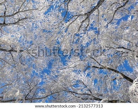A low angle shot of frozen trees in the mountains of Zumberak in Northwestern Croatia