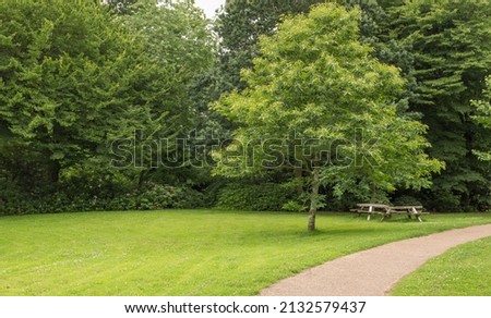 A hazel tree in the middle of a green park with a bench next to it Royalty-Free Stock Photo #2132579437