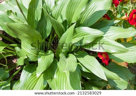 Background of large leaves of a plantain host flower