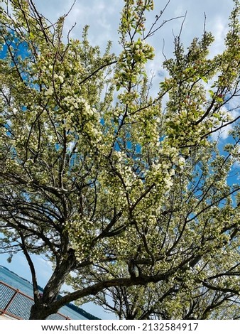 Full blossoming tree in the start of spring. Branches sprung to the sky, flourishing with liveliness and energy. 