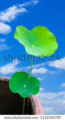 Waterlily on blue sky background 