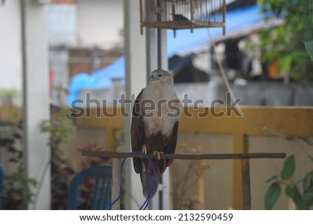 a pet eagle perching with its legs tied