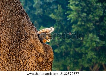 A closeup shot of a squirrel on the tree