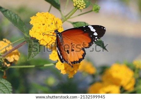 Colorful butterfly in the nature