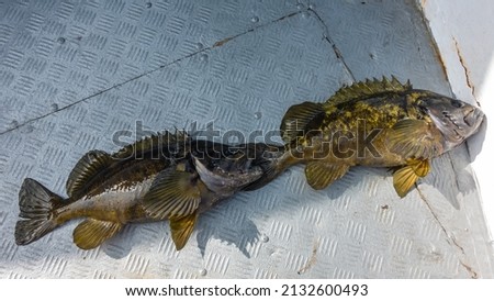 Two freshly caught sea bass lie on the metal deck of the yacht. Shiny spotted scales, spiny fins are visible. Kamchatka Royalty-Free Stock Photo #2132600493