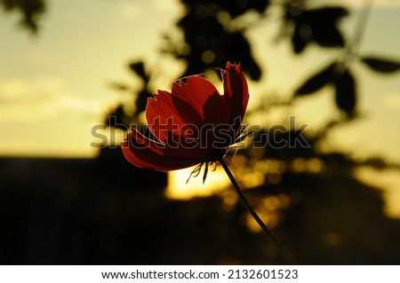 close-up photo of orange flower at dawn