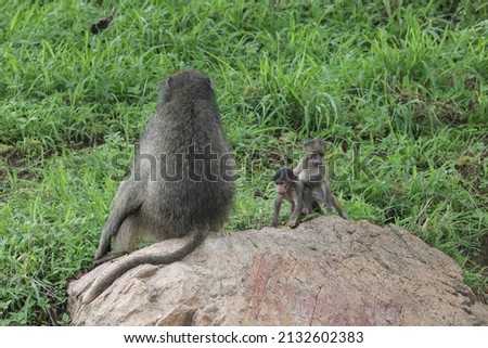 Baby chacma baboons playing on a rock under parental supervision, Kruger National Park, South Africa