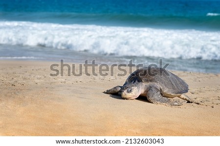  Turtle nesting on beach. Wildlife protection conservation. Mexico, Ocean 