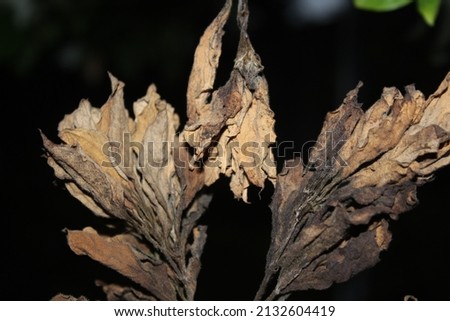 picture of dry leaves in the garden