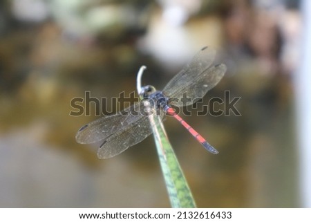 dragonfly perched on cactus ornamental plant