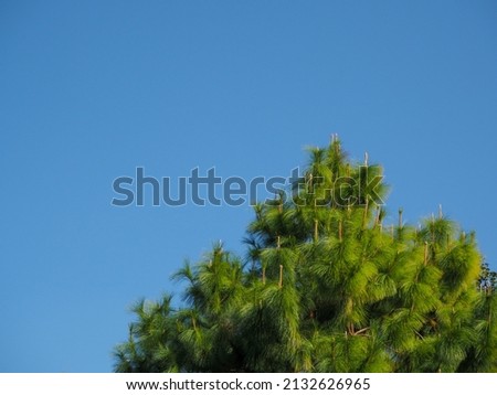 Top pine trees and bright sky 