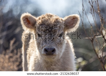 Portrait of a Highland calf running free on the Rhone River Royalty-Free Stock Photo #2132638037