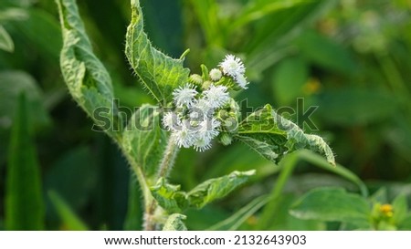Leaves and white flowers on a wild plant on a blurred background