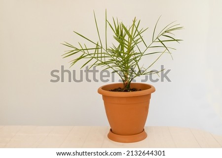 Potted date palm tree growing indoor - Phoenix dactylifera -Concept for care Royalty-Free Stock Photo #2132644301