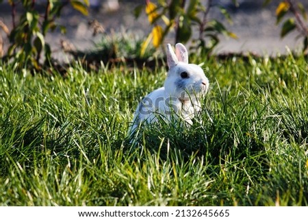 A cute white bunny on the lawn