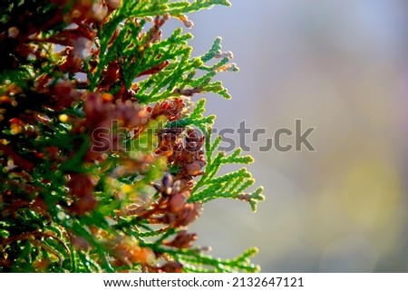 A close-up shot of a spruce branch on a blurred background 