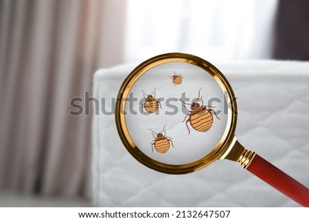 Magnifying glass detecting bed bug on mattress, closeup view