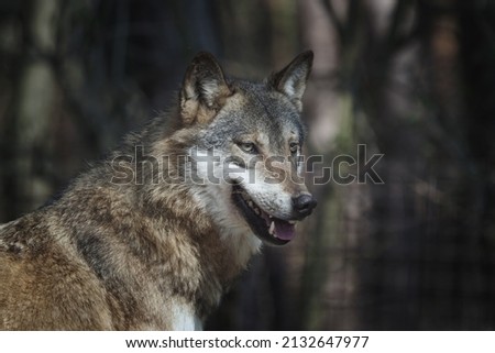 portrait of a beautiful wolf in a dark forest.