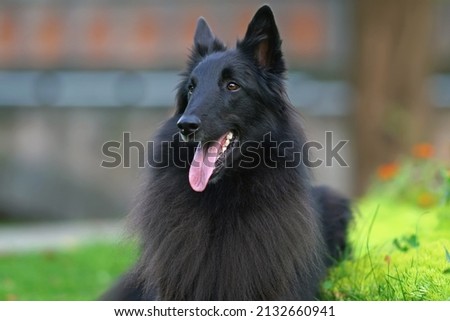 The portrait of a young Belgian Shepherd dog Groenendael lying down on a green grass in summer Royalty-Free Stock Photo #2132660941