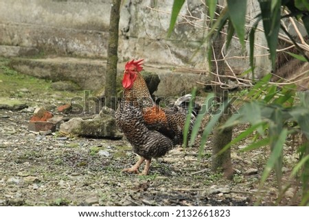 Rooster or male chicken display on a remote mountain village with nature around.