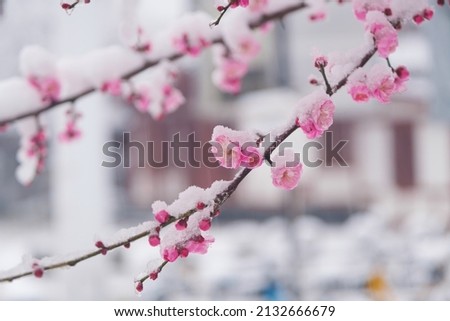 Plum blossoms in snow in East Lake Scenic Area, Wuhan, Hubei Royalty-Free Stock Photo #2132666679