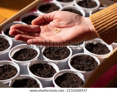 Woman hand holds seeds in hand, close up. Planting seeds. Gardening, sowing seeds in pots. Sow chili peppers. Royalty-Free Stock Photo #2132668437