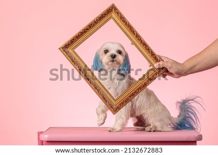 a Maltese dog with painted ears and tail in blue looks through a photo frame