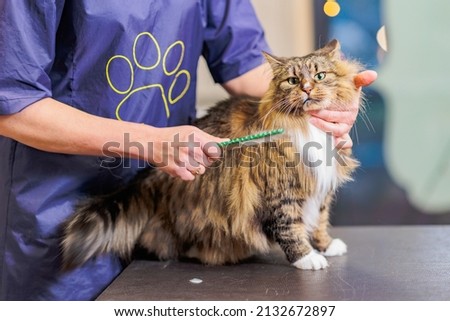 Professional groomer brushing Maine Coon cat hair Royalty-Free Stock Photo #2132672897