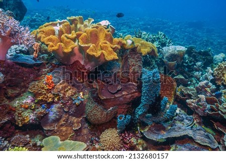 Coral reef in South Pacific off the coast of North Sulawesi Royalty-Free Stock Photo #2132680157